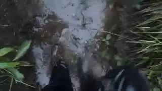 weillies in mud