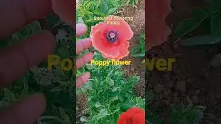 Poppy flowers winter season Garden//Growing Poppies//Poppy flower care tips// Shorts