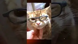 so cute! #cat #catstyle #animal #cutecat