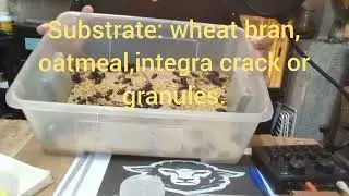 how to breed super worms