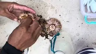Eating Sea Urchin, in Bisaya Swaki or Tuyom in Mantigue Camiguin Island