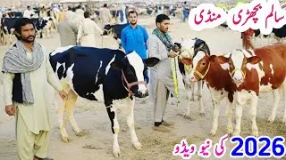 Salam Mandi New Video 2026 |Australian Friesian Cross Cows for sale in Pakistan 