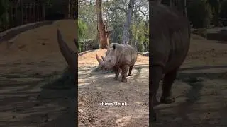 This Isn&rsquo;t a Tank.. It&rsquo;s a Rhino 🦏💨 #rhino #wildlife #wildanimals #nature #animalfacts #ytshots #yt