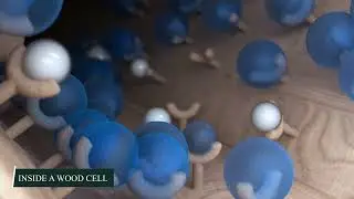 Accoya Acetylation Animation UK
