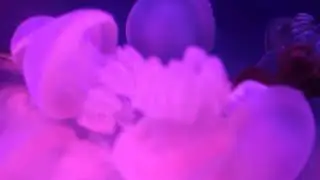 test. creatures . tw ringing sounds, water