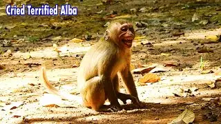 Deep hurt and Shocked !!! Poor Alba was attacked By bad Mum Anna, Alba Hurt much cried terrified