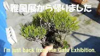 盆栽工房 春嘉 #430 【黒松の剪定】盆栽趣味は留守が心配 I'm back from my business trip and have started working again.