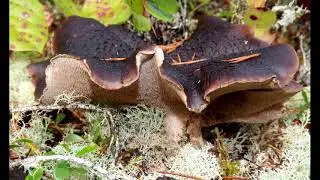Sarcodon squamosus
