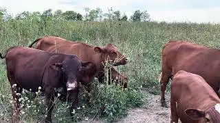 Checking out the livestock with a small interview with my daughter 