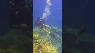 Huge Titan Trigger fish Attack!!  #titan #triggerfish #attack #scuba