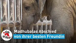 Madhubalas Abschied von Noor Jehan | VIER PFOTEN