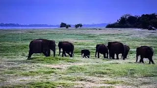 Going on an Elephant Safari in Sri Lanka 