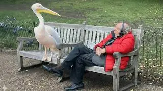 Animals Catch Humans by Surprise in the Funniest Ways 🤪 Funny Animal Videos 2025