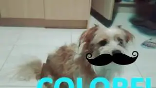 El verano con perros