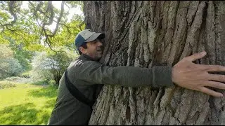 Old English Oak Tree.