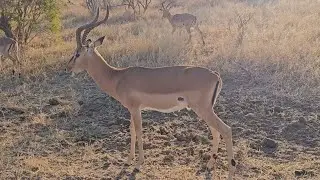 Kruger National Park Late Afternoon, Impala and Zebra sighting
