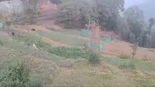 🏞️ 4 Nali Land for Sale near Dol Ashram, Lamgara (Almora)| Matra 8 Lakh Rs per Nali