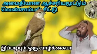 இப்படி ஒரு வாழ்க்கை வாழனும் - Indian silver bill facts and life - Anbulla Sahotharan 