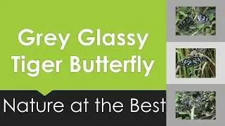 Grey Glassy Tiger Butterfly - Nature at the Best
