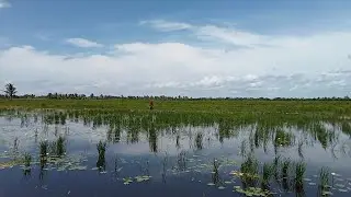 CASTING IKAN GABUS DI SPOT PERSAWAHAN ..MASIH.JADI ANDALAN PARA PEMANCING