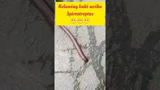 Melihat Keluwing Kaki Seribu Spirostreptus Dari Jarak Dekat