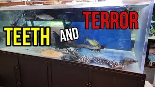 Monster Fish with Teeth live peacefully together in 600 Gallon Aquarium