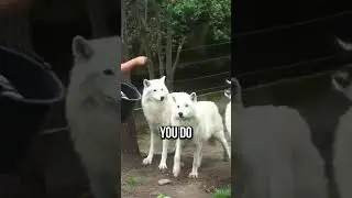 Why You NEED To Avoid Getting Two Puppies at the Same Time