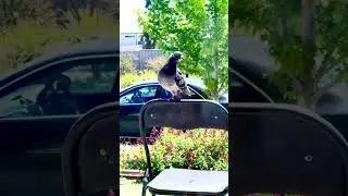Queen on protest ☺️☺️&hellip;#birds #coovibes #nature #viralvideo 
