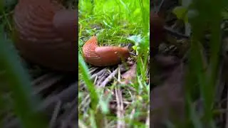 Limaxul spaniol face ravagii &icirc;n Rom&acirc;nia
