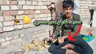 اشتريت افراخ بش مصري🐤🦆