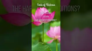 Seeds of Kindness