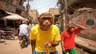 Monkey funny vlog I share with IPhone user