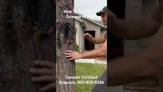 How to spot Beetle Damage in Pine Trees