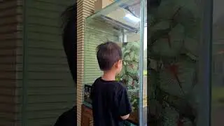 Glofish Aquarium