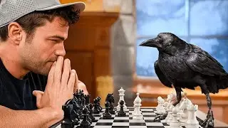 Testing The World&rsquo;s Smartest Crow. Part1....