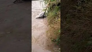 Catching fish in palias grass #fishing #amazing #shors