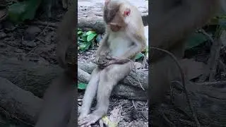 Wow!! when monkeys carry frogs ,  sleep over . #shorts
