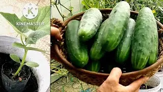Harvest in 30 days! Growing  Cucumber in Container at home , Roof deck Garden , Simply Gardening