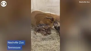 Red river hog piglets born at Nashville Zoo