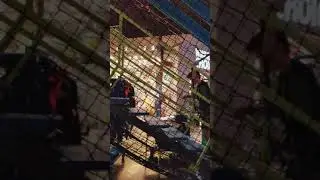 Gravity Ropes at Main Event