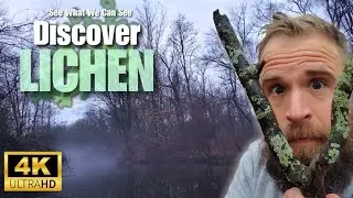 What is Lichen? | Is it a Plant? Is it a Fungus? Let's Find Out Together!