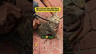 बेज़ुबानों की आवाज़ बनो ❤️🐾 | Humanity First | Emotional Shorts
