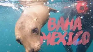 Where to Visit in Baja Mexico - Todos Santos, LaPaz & Magdalena Bay