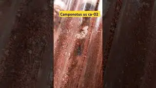 La plus grande fourmis d'Am&eacute;rique du nord #camponotus #ants #fourmis #insectes #animaux #science