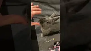 When your bunny Licks you = he Loves you back 🥰🐰💕 #cute #bunny #rabbit #lick #kiss