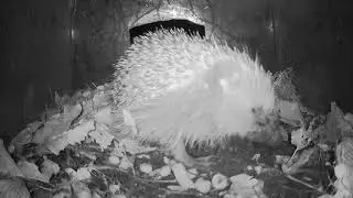 Itchy and scratchy / Draenog coslyd   / Parc Bute Park