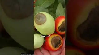 Qu&eacute; hacer cuando tus tomates tienen manchas negras