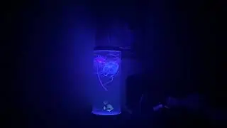 I GOT A MACHINE AQUARIUM LAMP. (THE ANIMALS THAT ARE IN IT ARE FAKE!)