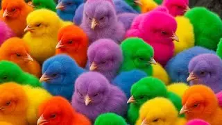 Ayam Lucu, ayam warna warni, ayam rainbow, kelinci lucu, bebek lucu, ikan koi, Hewan Lucu