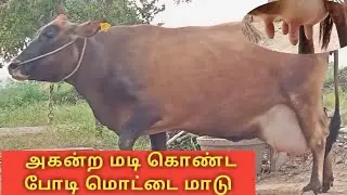 அகன்ற மடி கொண்ட போடி மொட்டை மாடு || #cow #cowvideos #salem #jersey #spvgokul